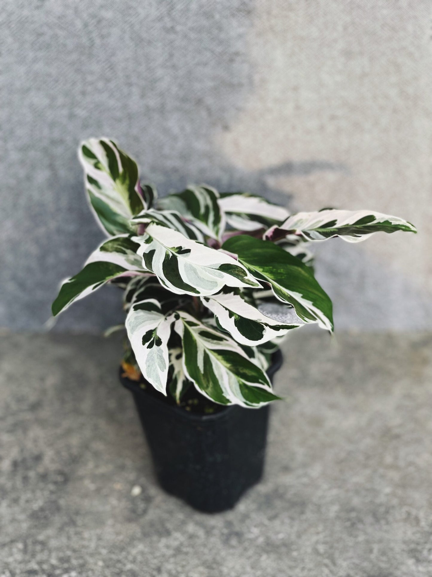 Calathea White Fusion - Second Grade