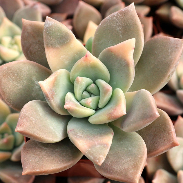 Graptopetalum Paraguaynese f Variegatum | Variegated Ghost Plant