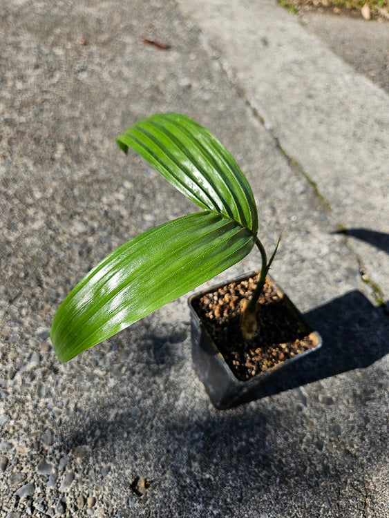 areca palm nz buy Areca Catechu (Dwarf Betel Nut Palm) – Jungle Story