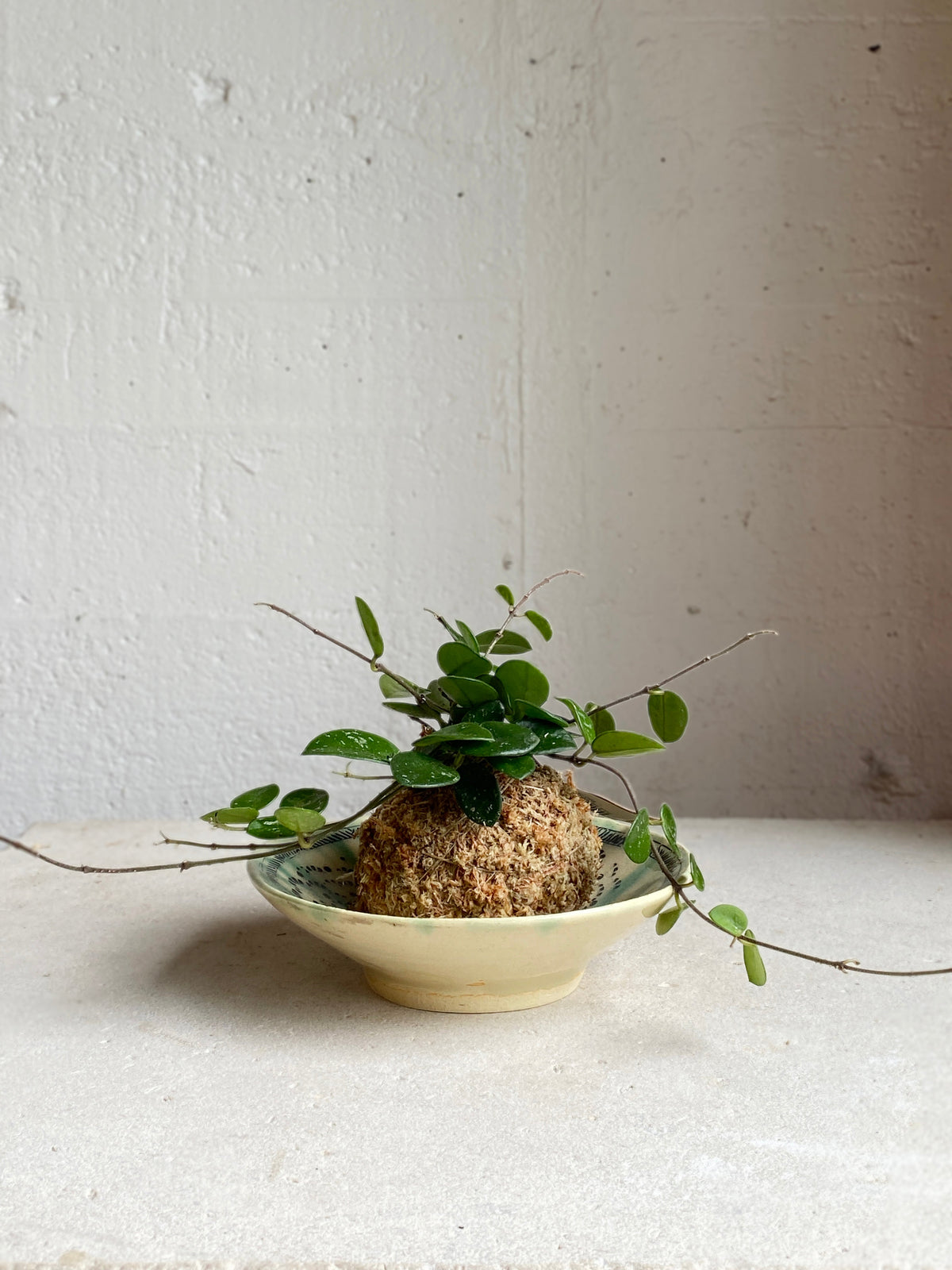 Kokedama: Hoya 'Mathilde'