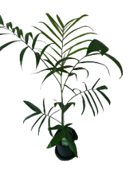 Chamaedorea Seifrizii