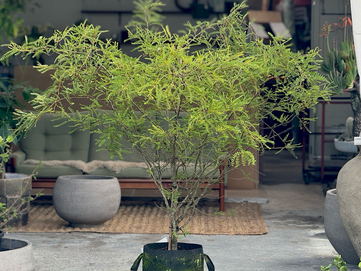 Kowhai- sophora microphylla XL