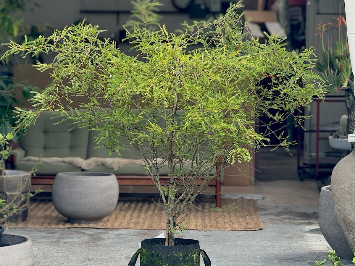 Kowhai- sophora microphylla XL