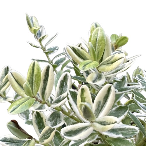 ?!label-Indicative photo