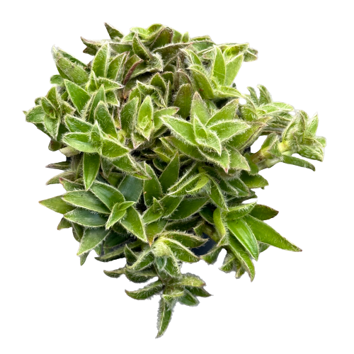 ?!label-Indicative photo