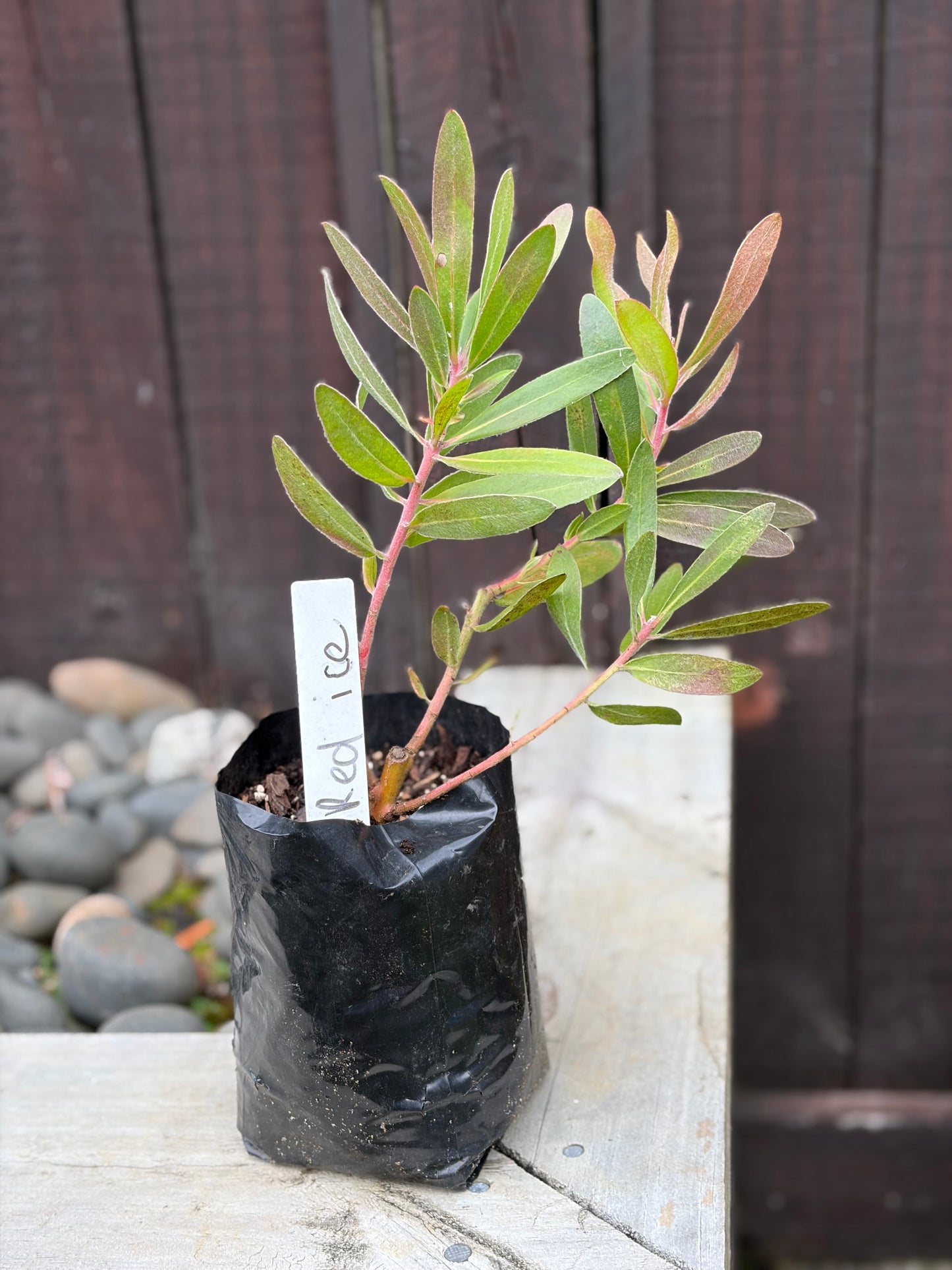 Protea 'Red Ice'