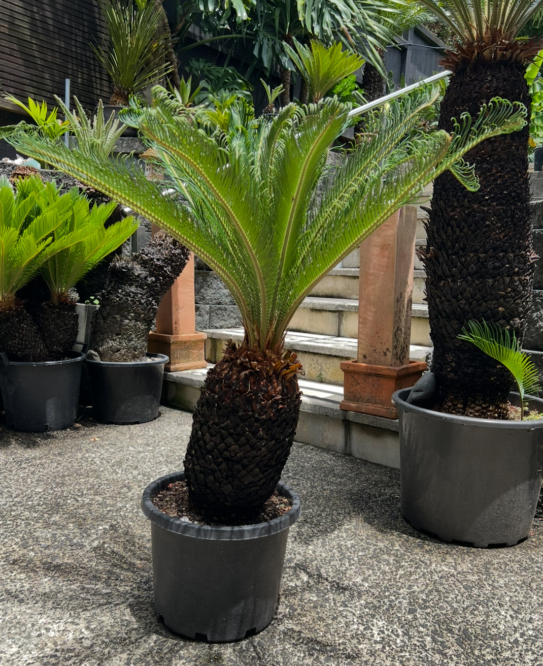 King Sago | Cycas revoluta 30ltr