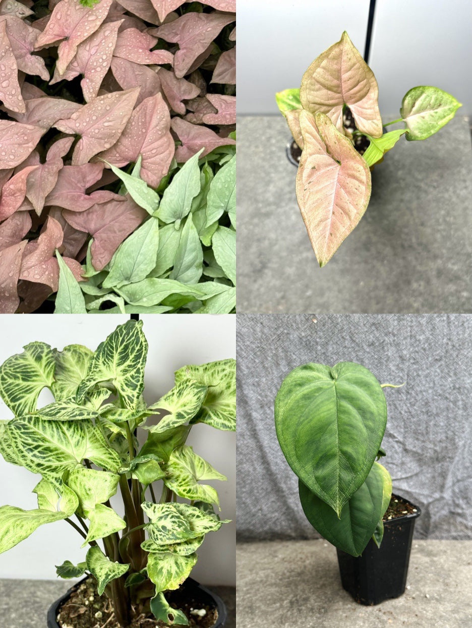 The Syngonium Power Pack