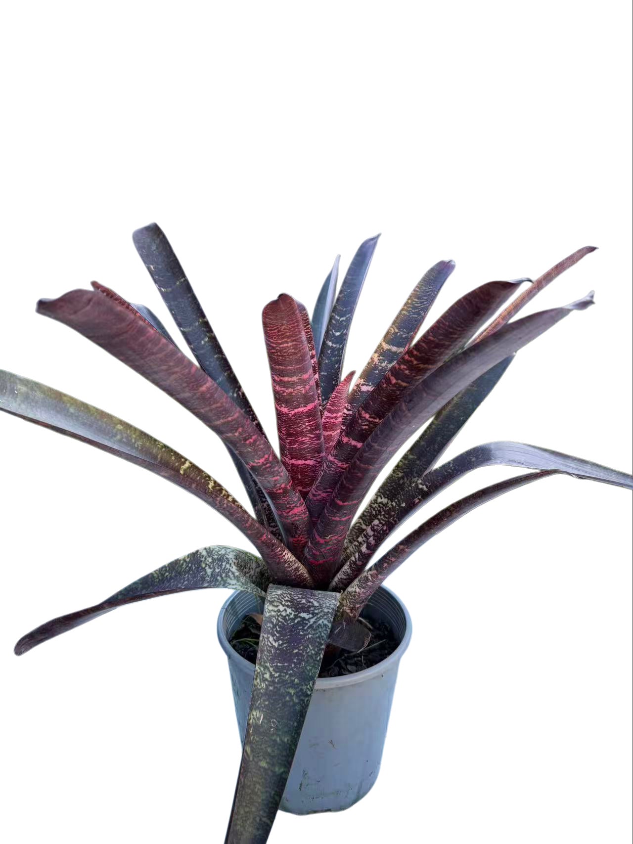 Bromeliad Red Striped Vriesea