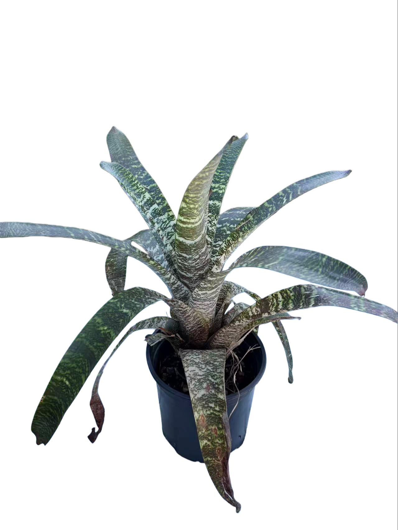 Bromeliad Vriesea Fosteriana