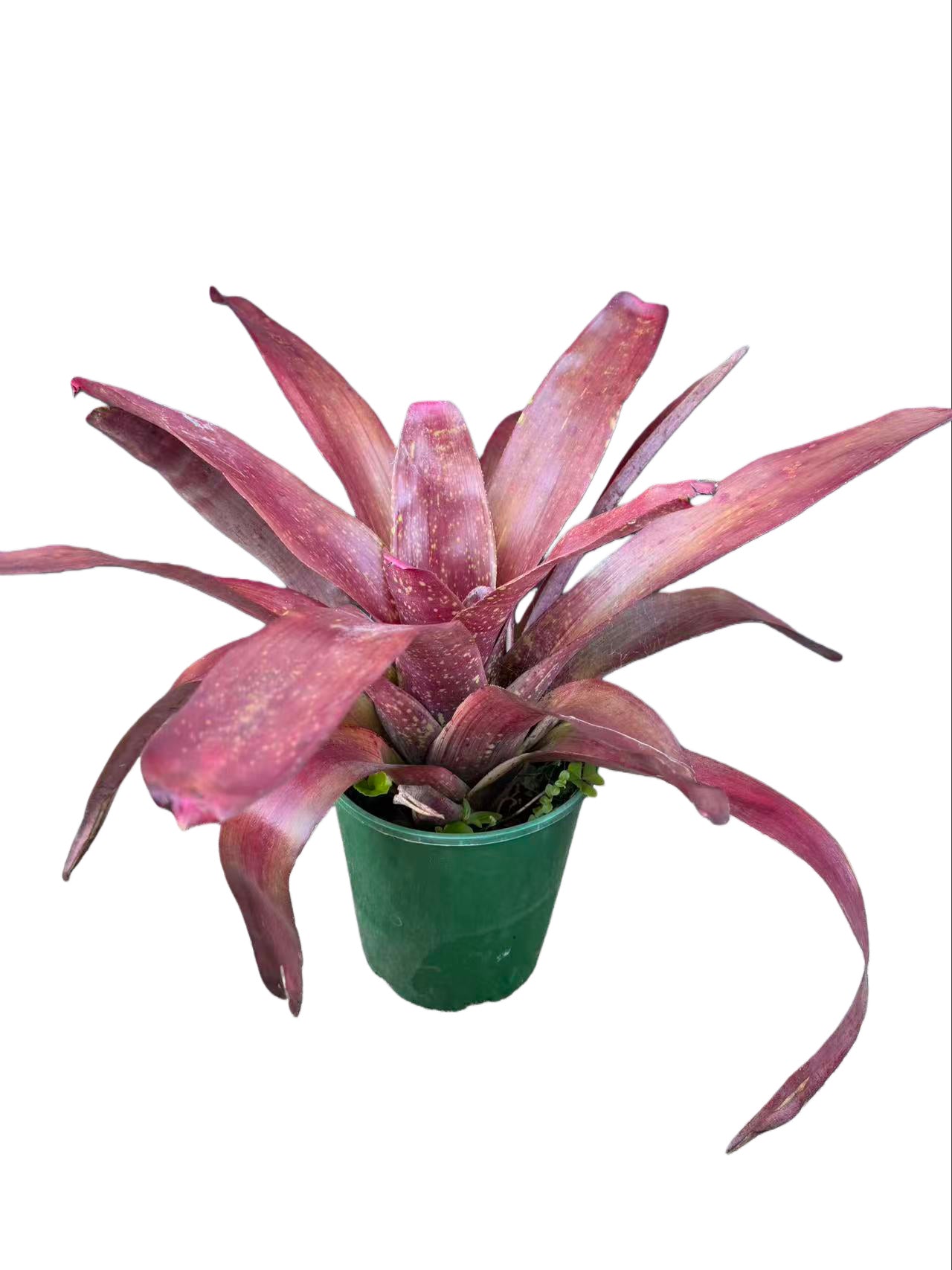 Bromeliad neoregelia totara red