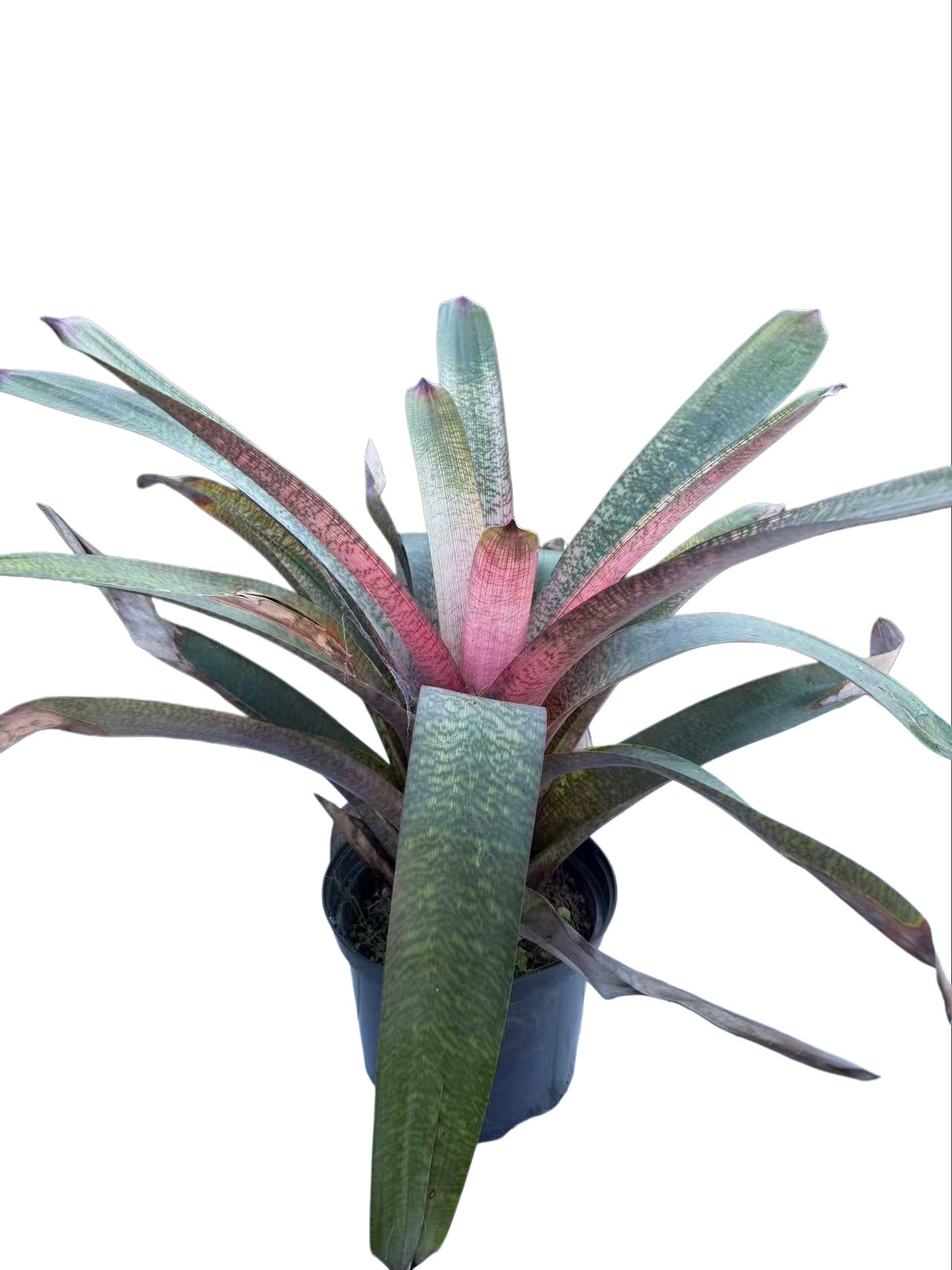 Bromeliad Vriesea hybrid Pink