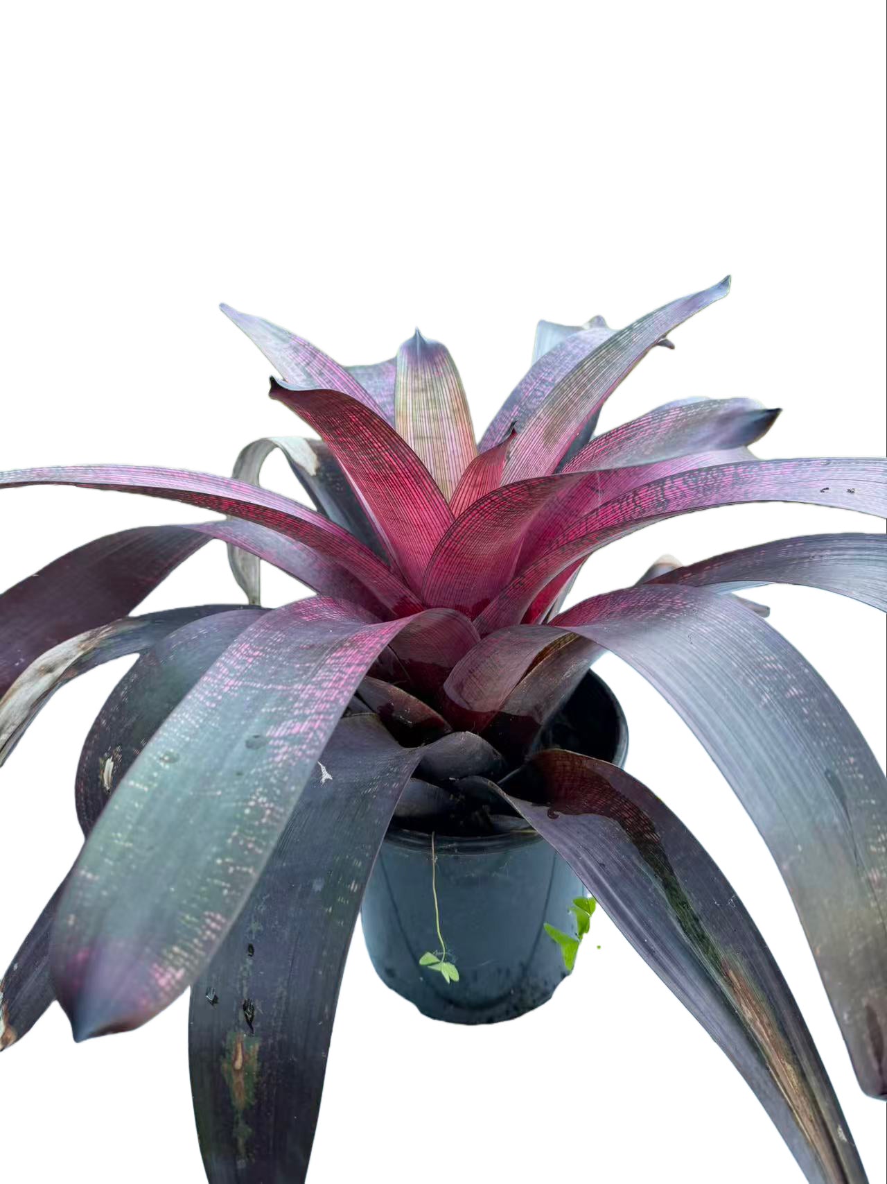 Bromeliad Vriesea hybrid Sunday Mist
