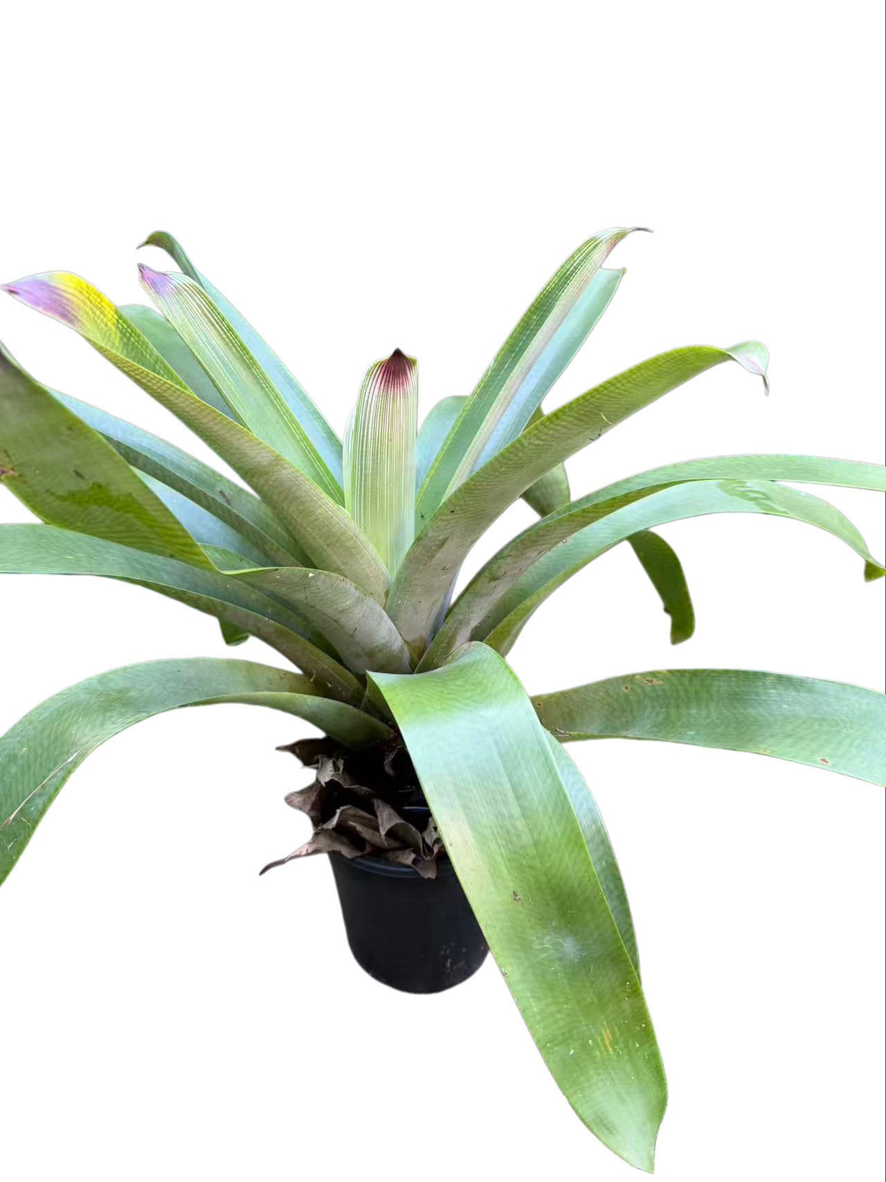Bromeliad Vriesea hybrid Geen Line