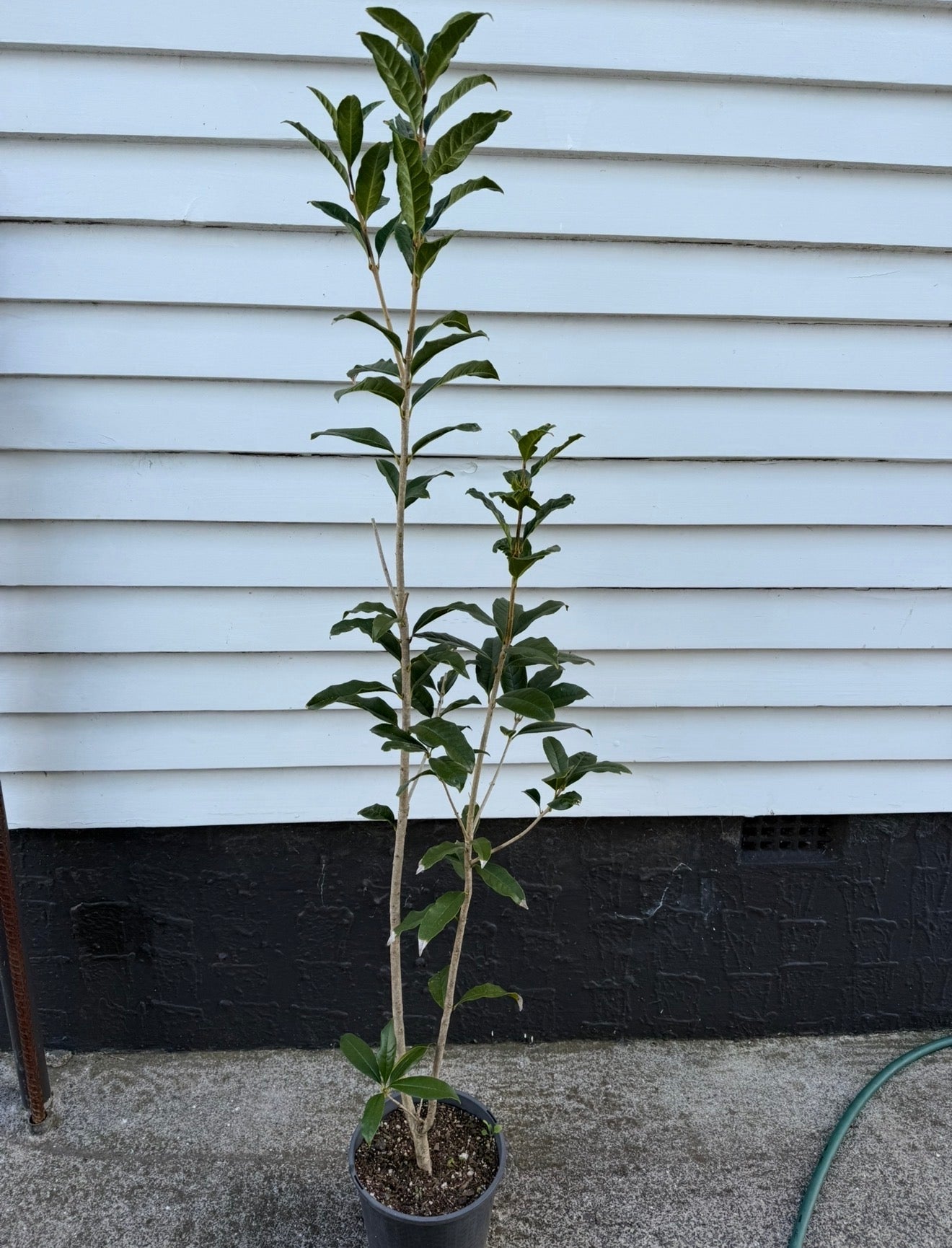 Osmanthus fragrans 'Aurantiacus' 1.8m tall