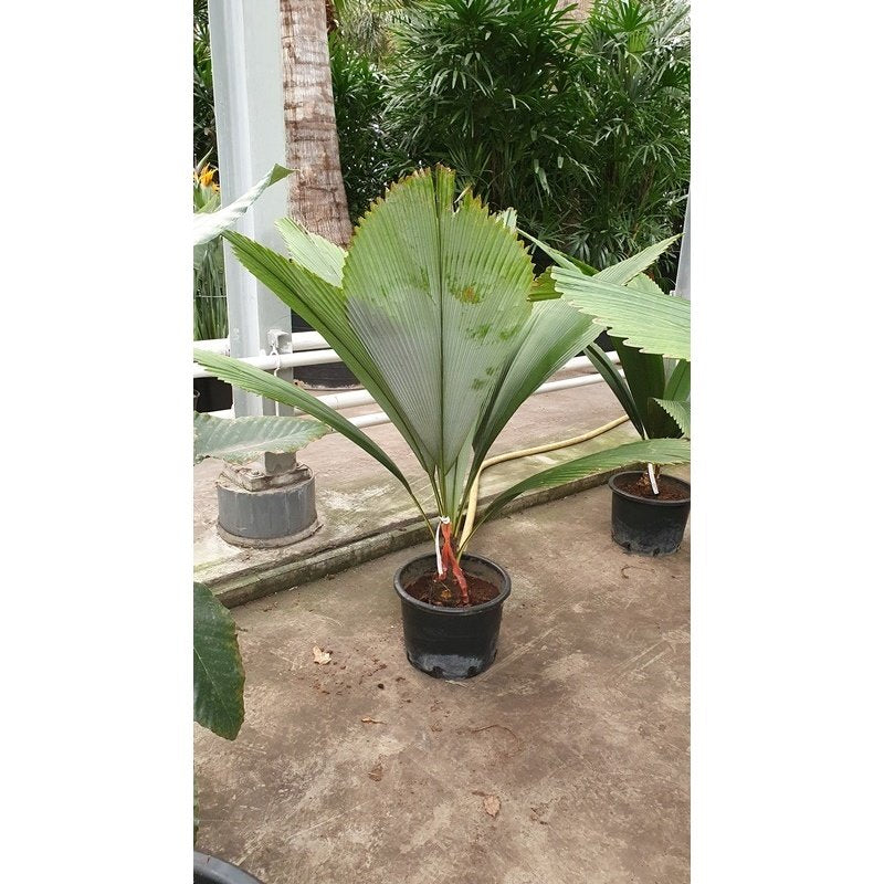 ?!label-Indicative photo