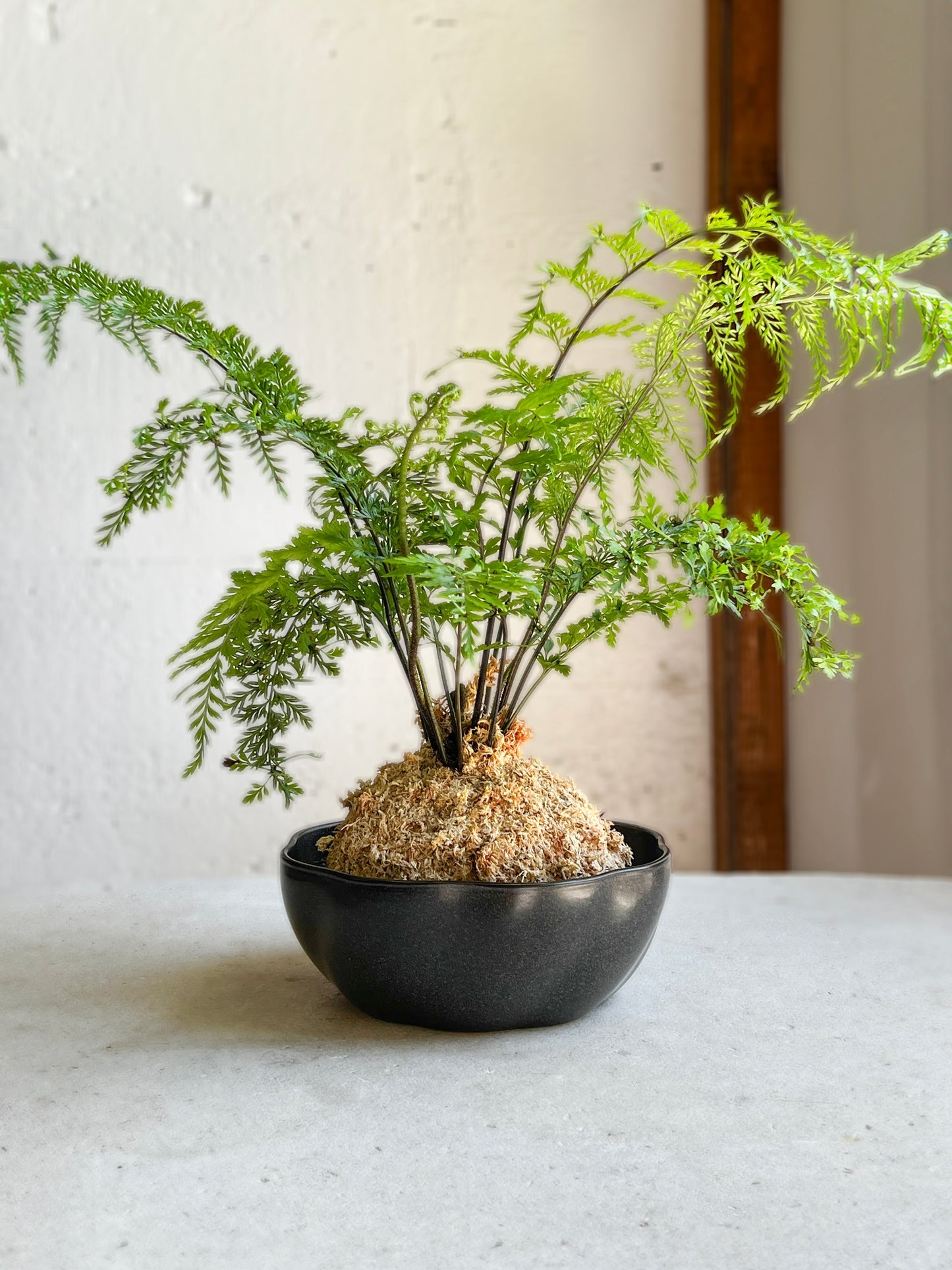 Limfjord Bowl