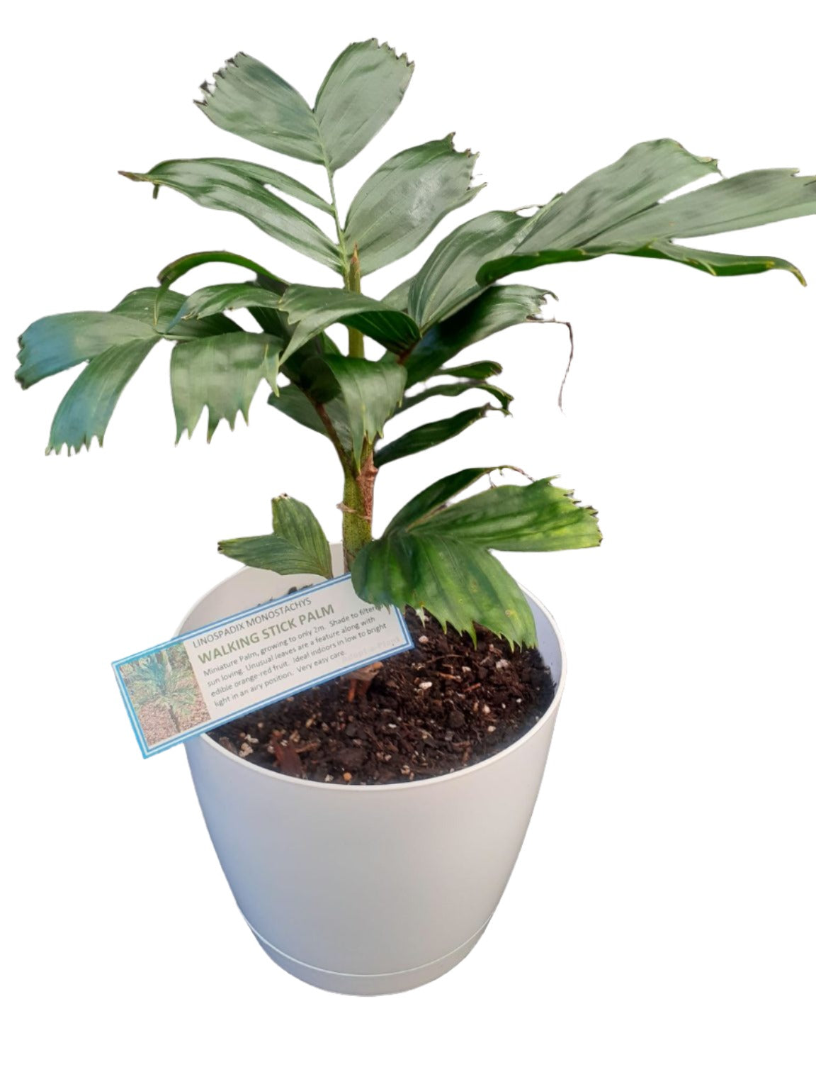 Young potted Walking Stick palm seddling