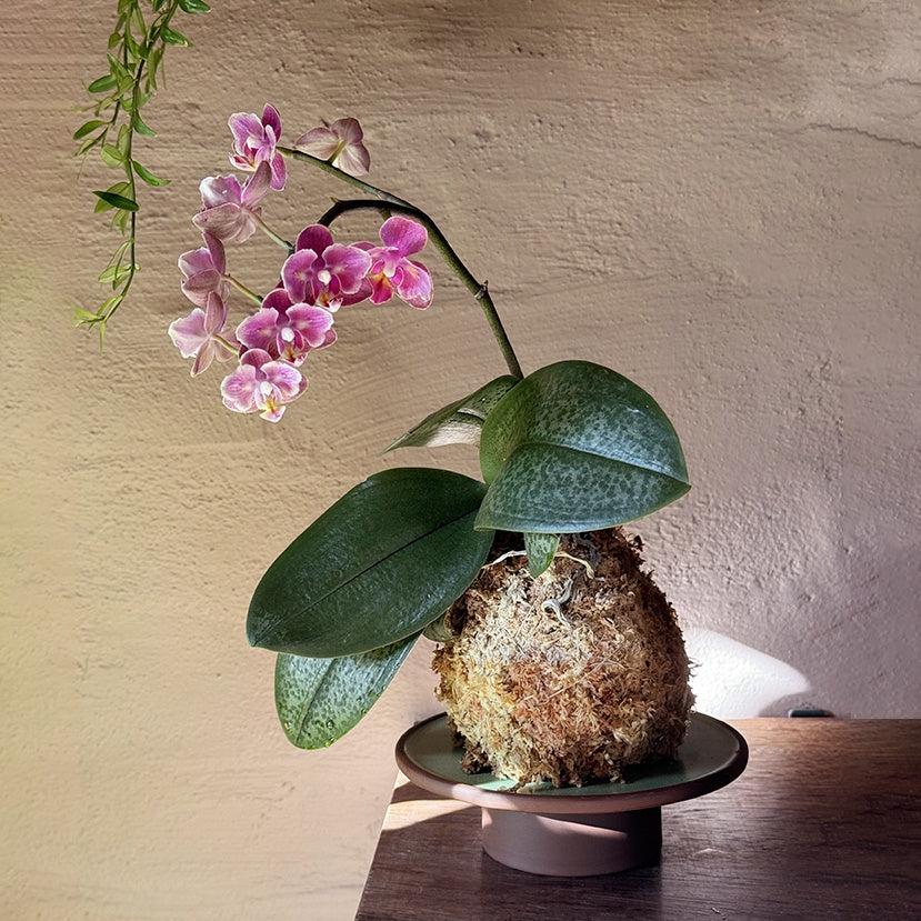 Kokedama: Coco Orchid + Matcha Pedestal