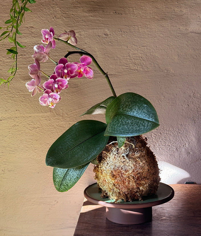 Kokedama: Orchid Coco