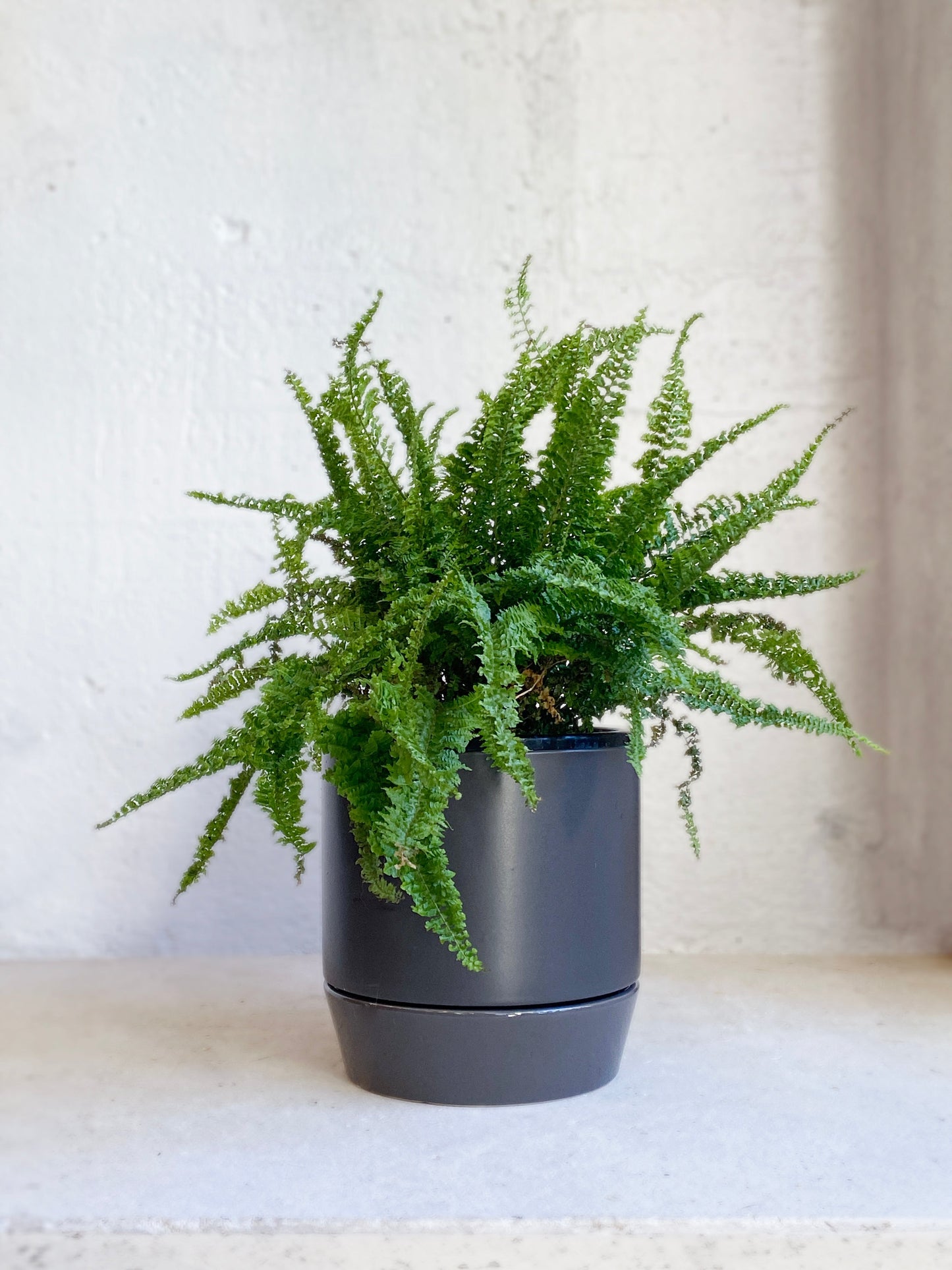 Nephrolepis 'Fluffy Ruffles'