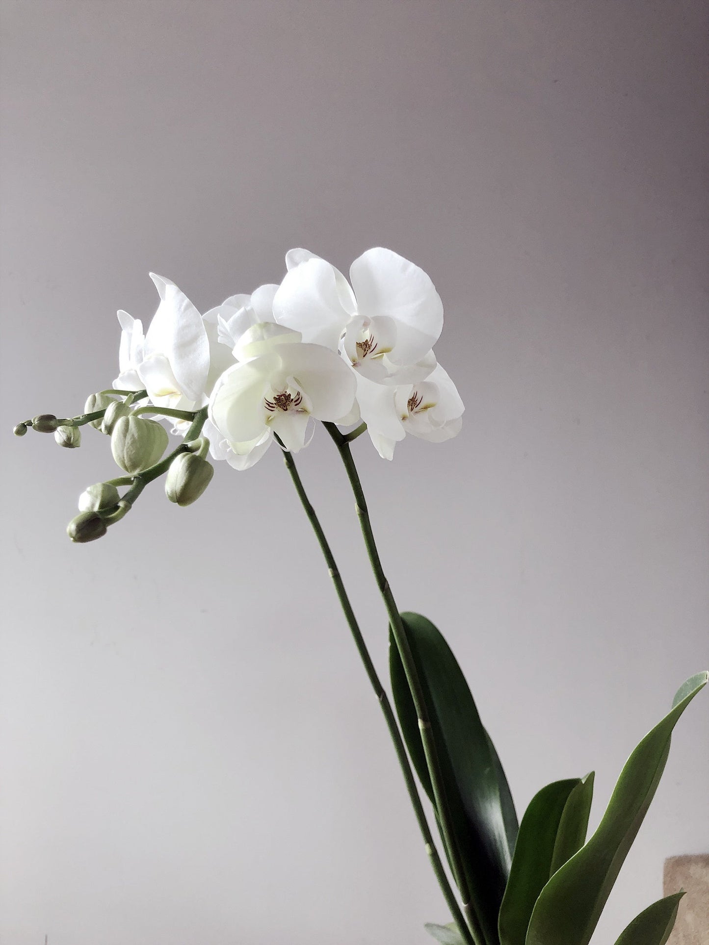 Phalaenopsis Orchid - Moth orchid White