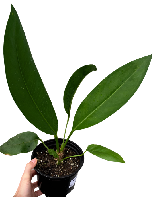 anthurium paddle leaf Paddle Leaf Anthurium – Jungle Story