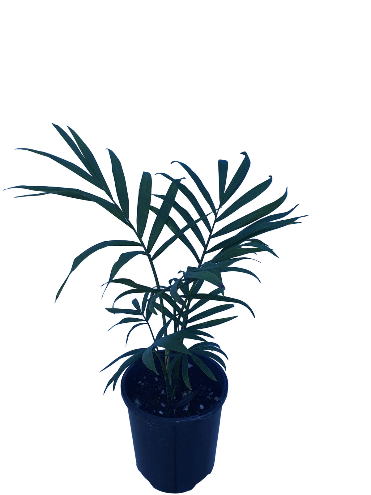Chamaedorea Elegans