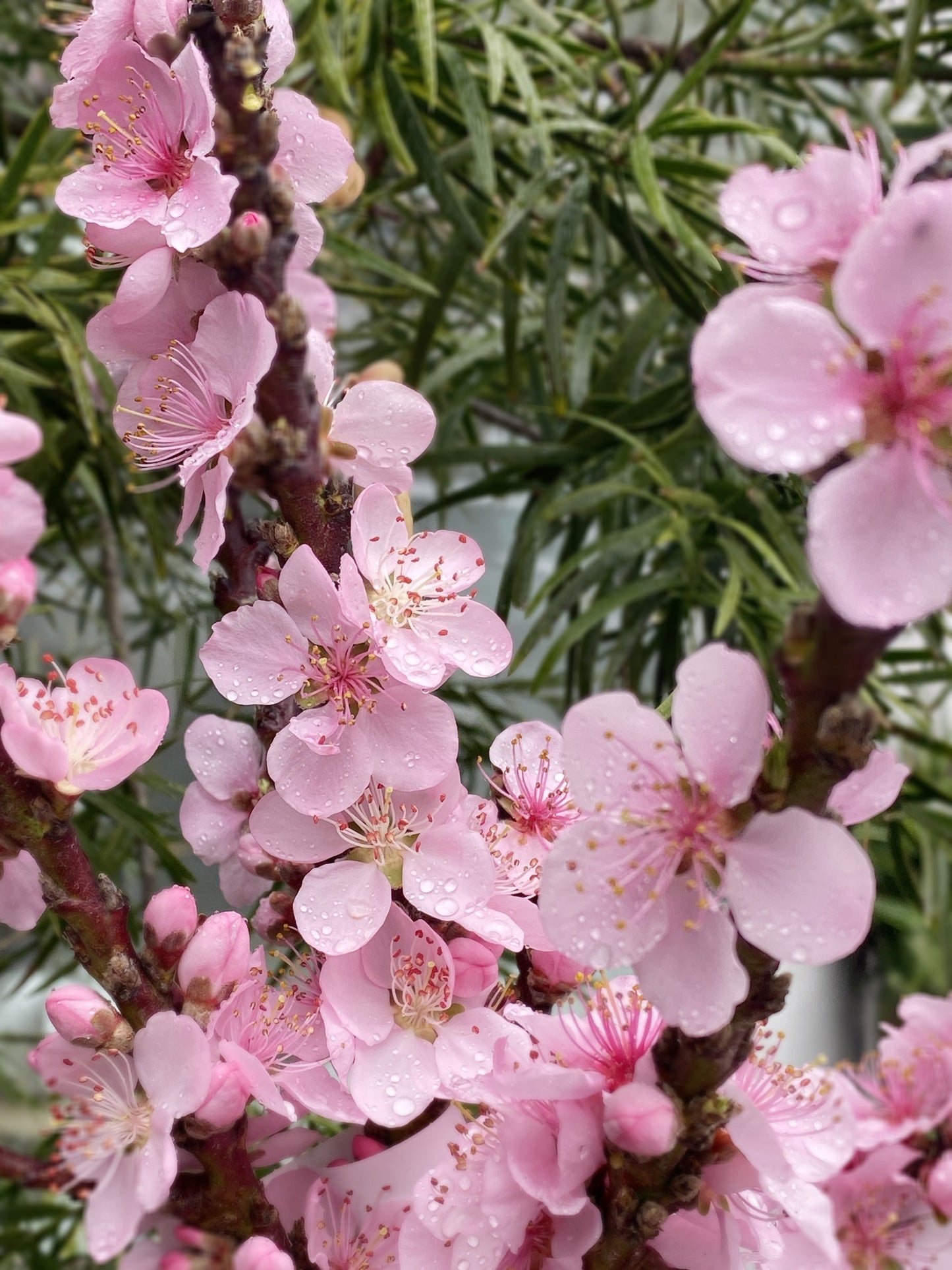 Dwarf Peach