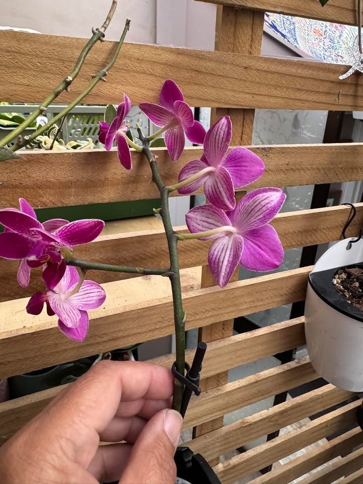 Phalaenopsis Mini - with Dark Pink Flowers