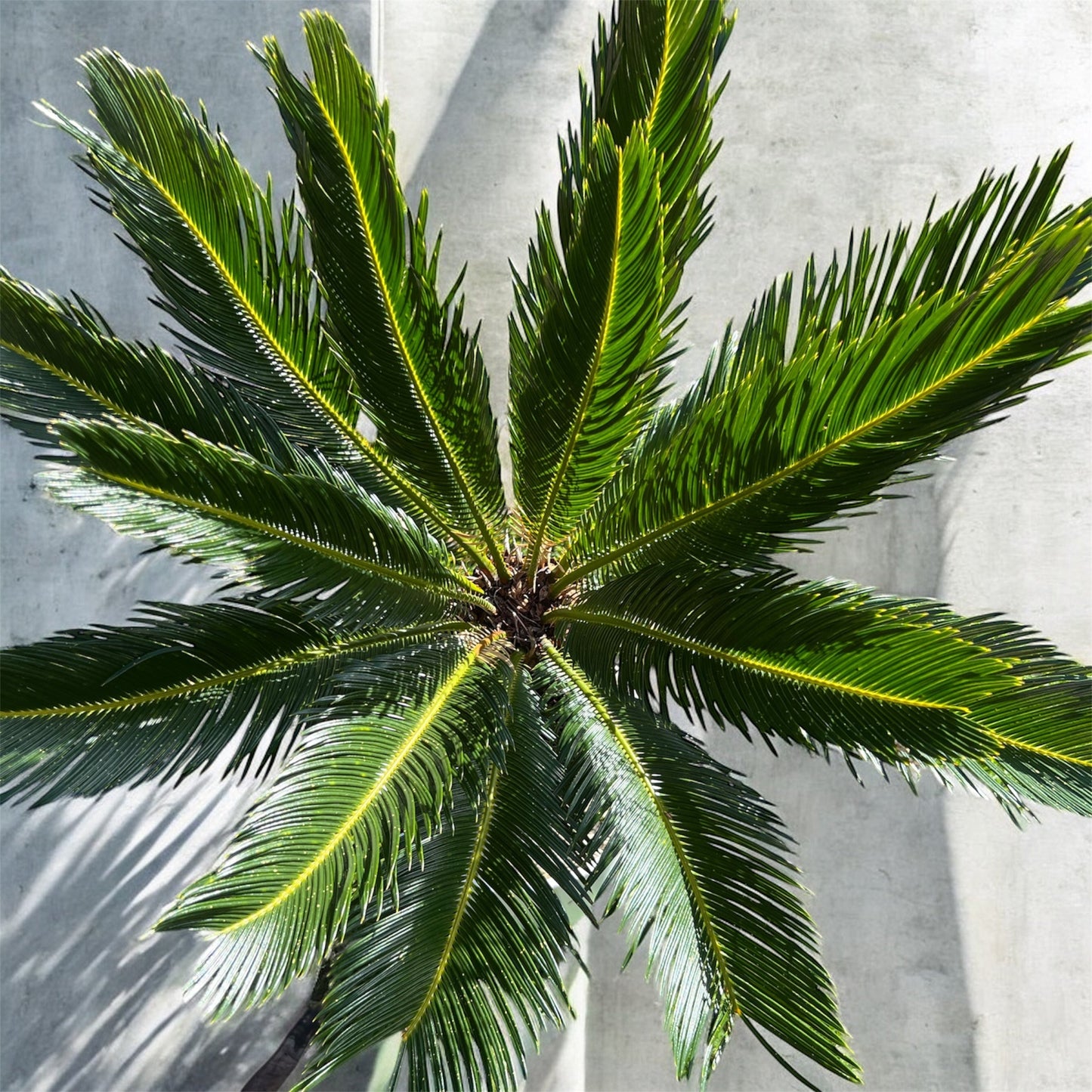 King Sago | Cycas revoluta 16ltr