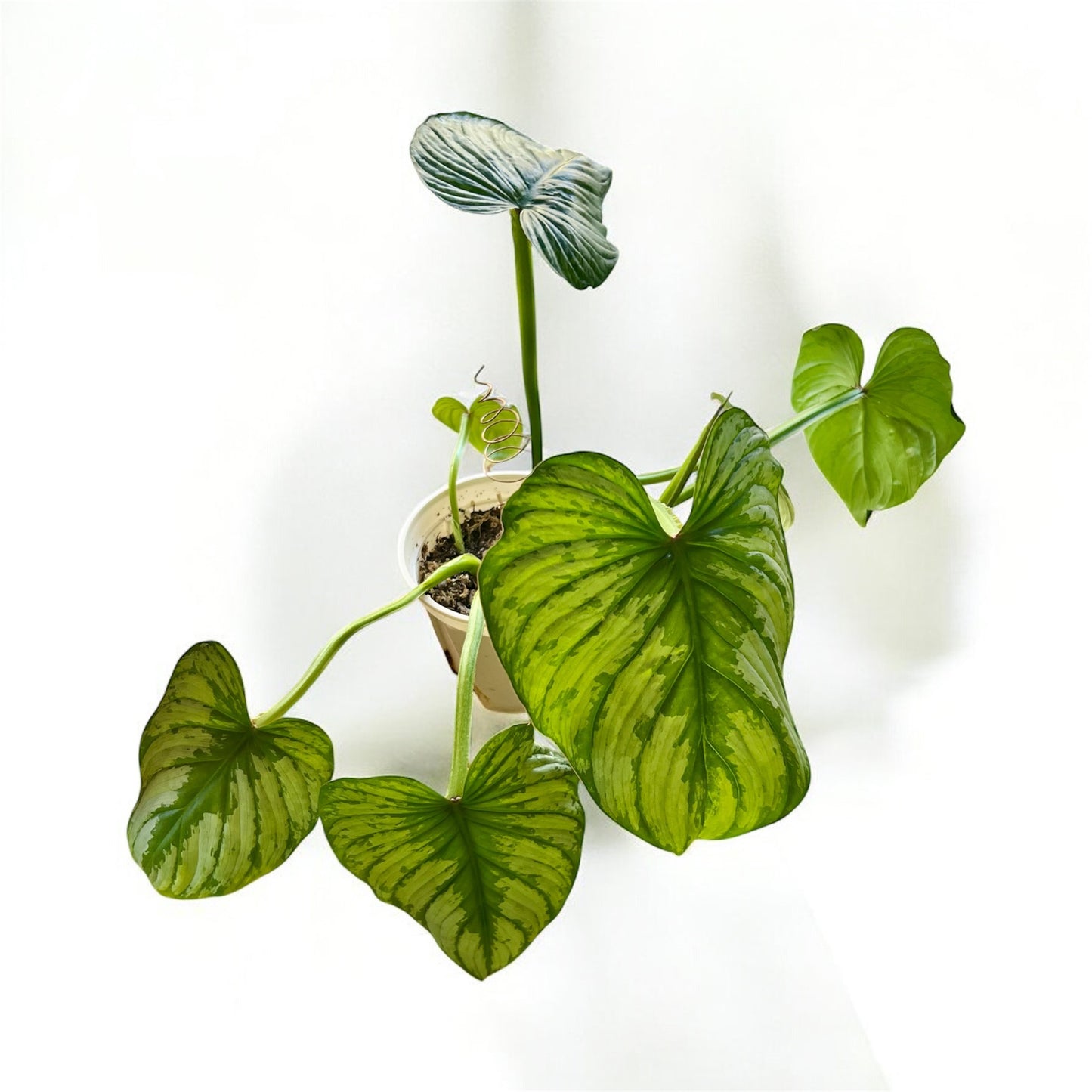 Philodendron Mamei 'Silver Cloud' (Medium)