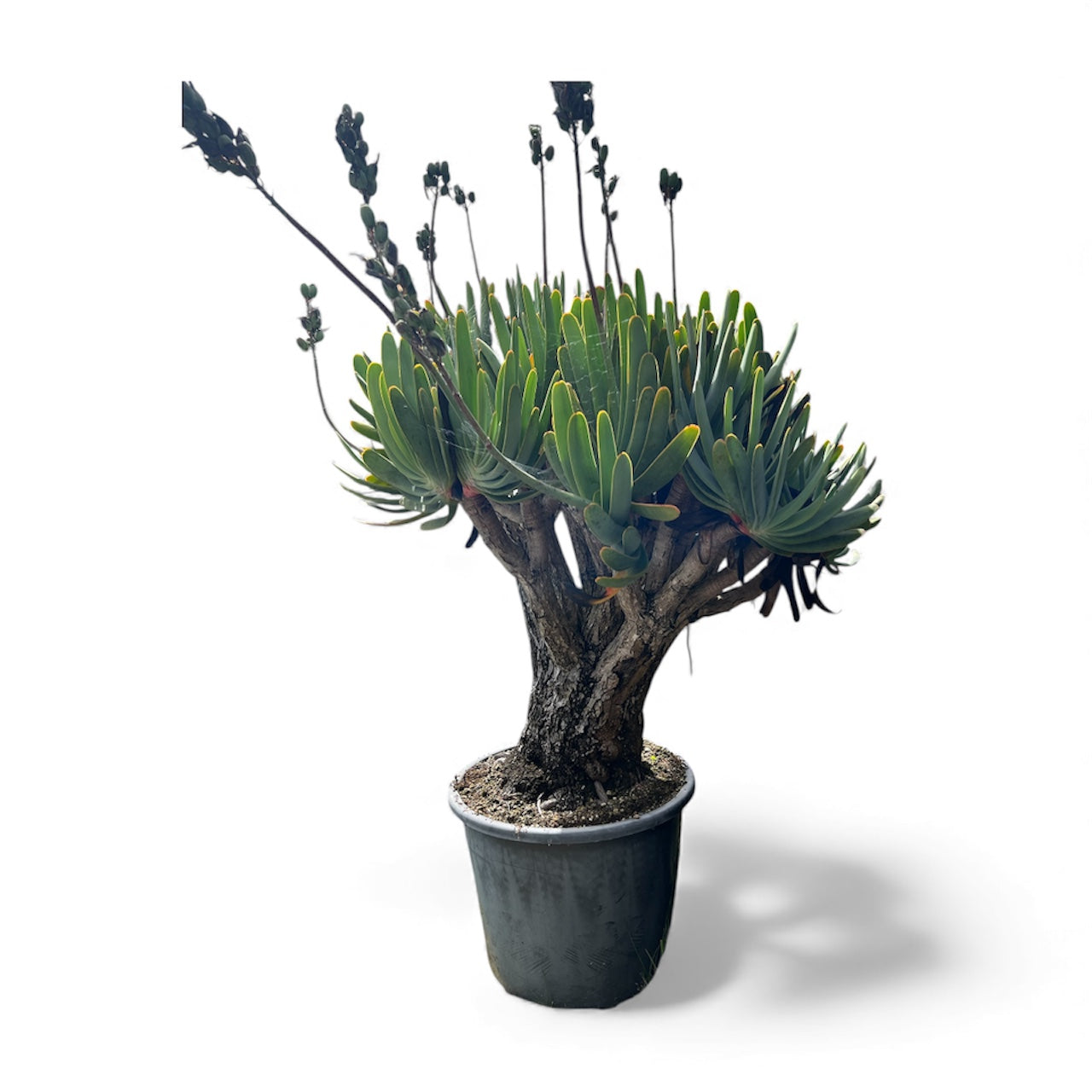 Fan Aloe (Aloe plicatilis) / X Large 70L