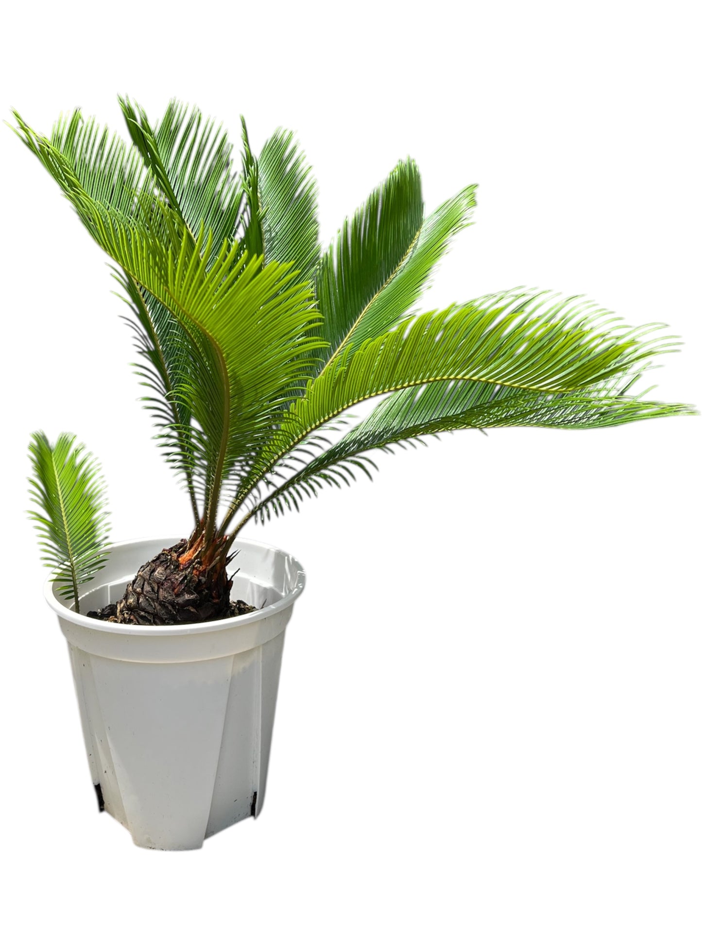 King Sago | Cycas revoluta 12ltr