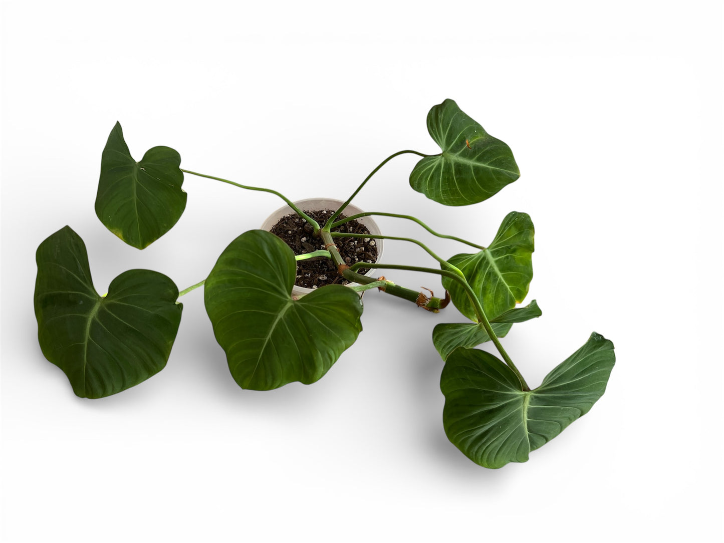 Philodendron Gloriosum