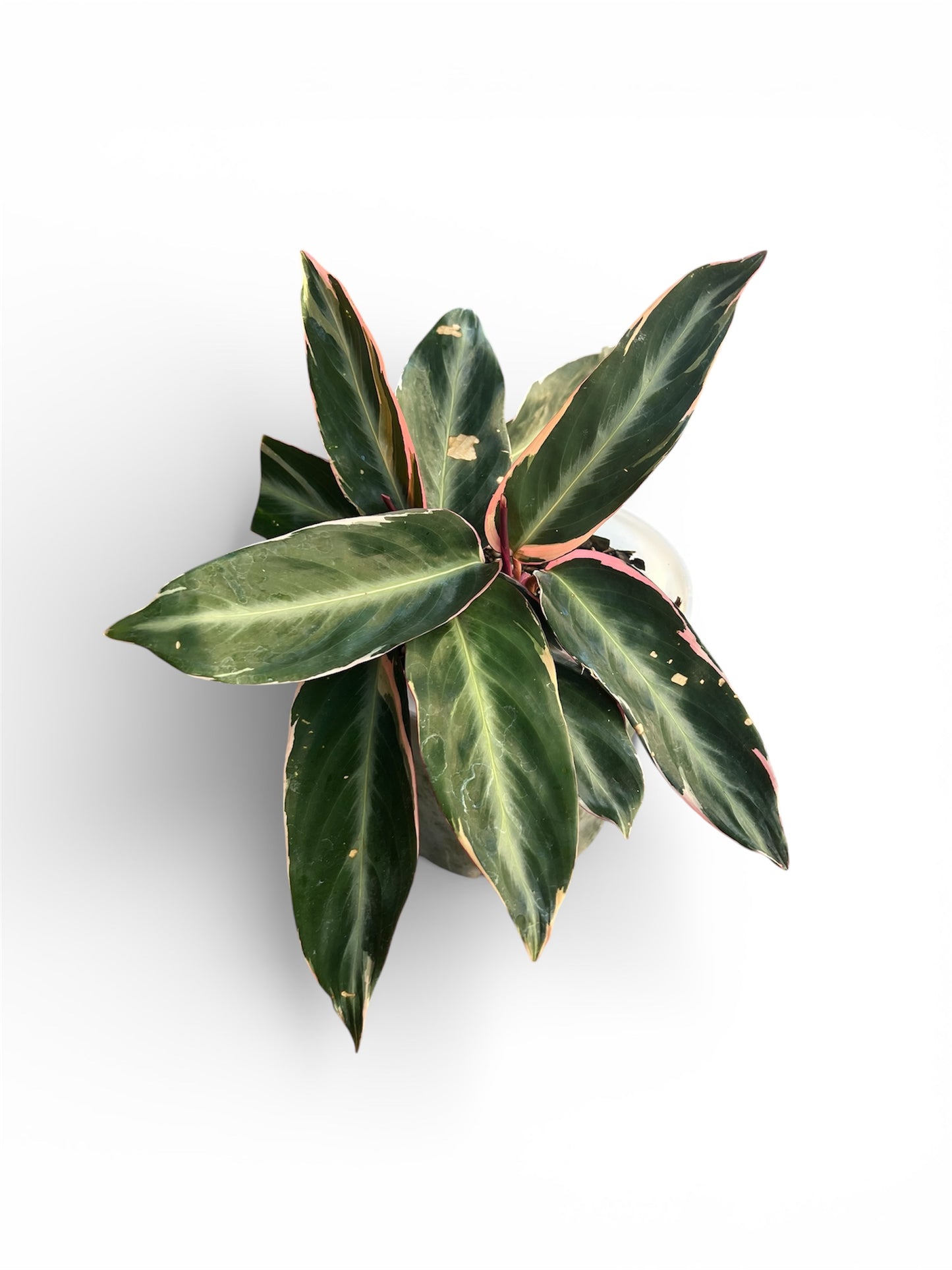 Stromanthe ‘Triostar’ – 17cm Pot