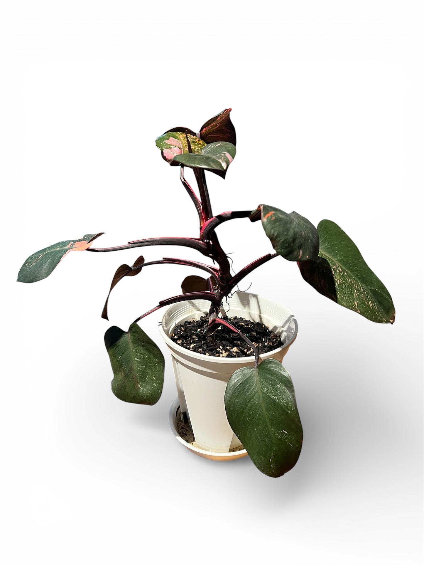 Philodendron 'Pink Princess'