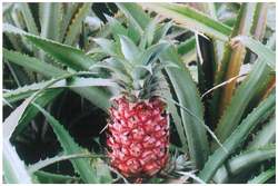 ?!label-Indicative photo