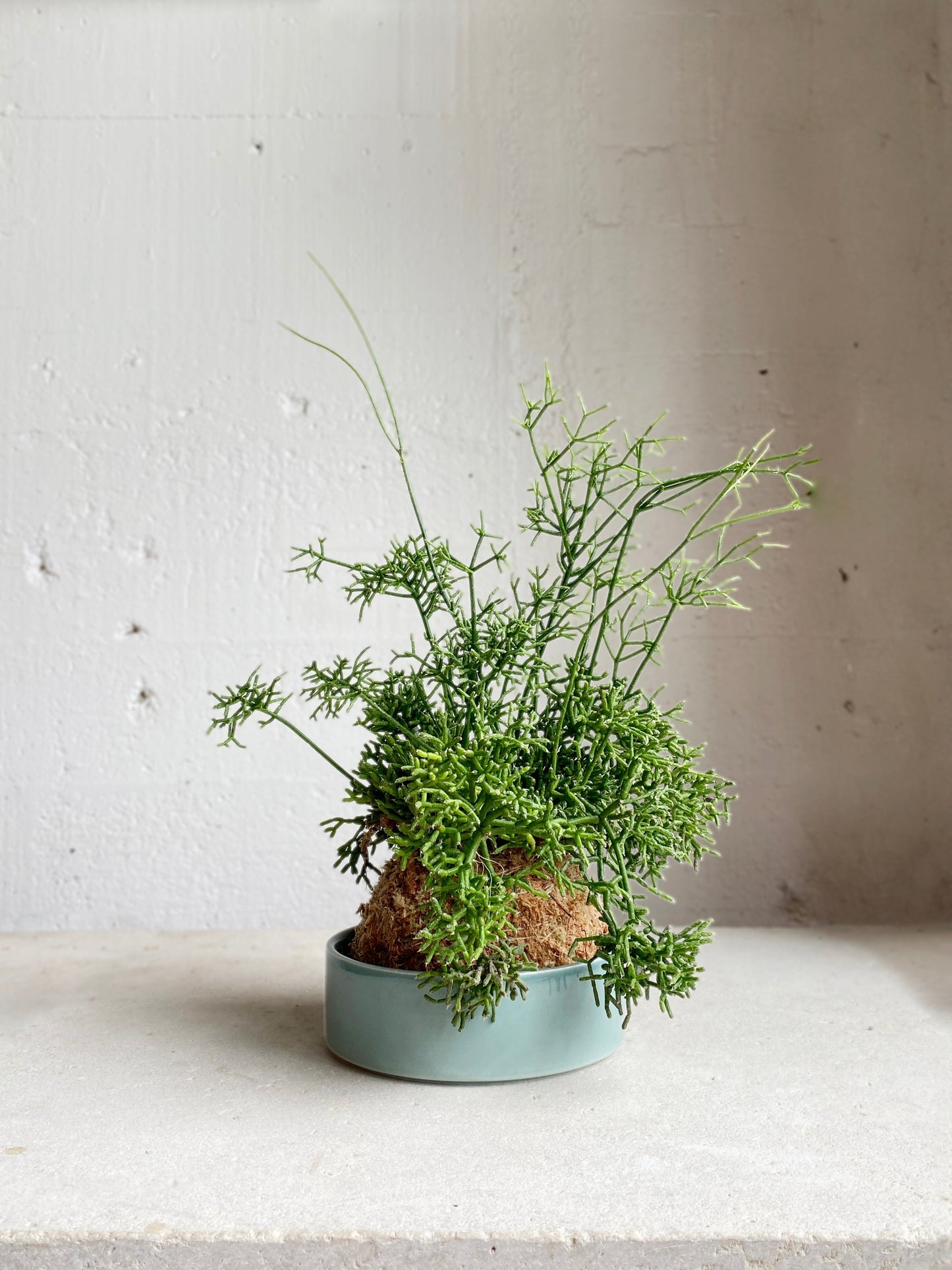 Kokedama: Jungle Cactus | Rhipsalis cereuscula