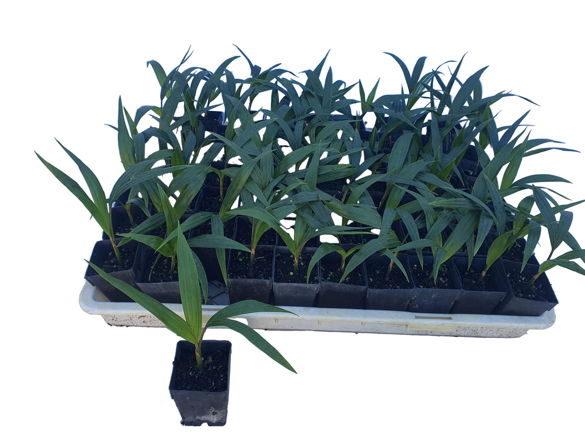 Rhopalostylis Chathamica - 5cm growing on lines - 50 per tray