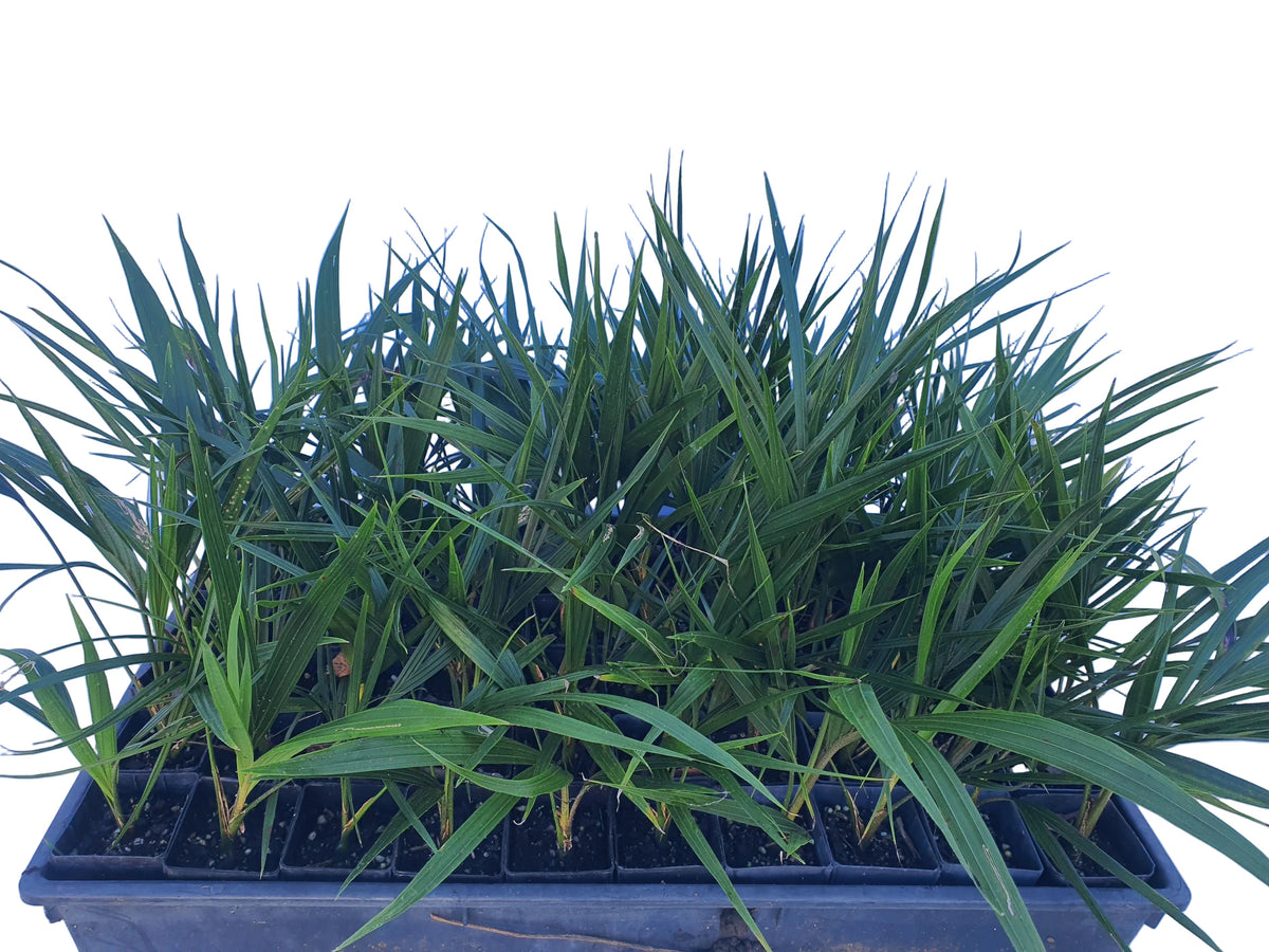Rhopalostylis Sapida - 5cm seedlings - 50 per tray