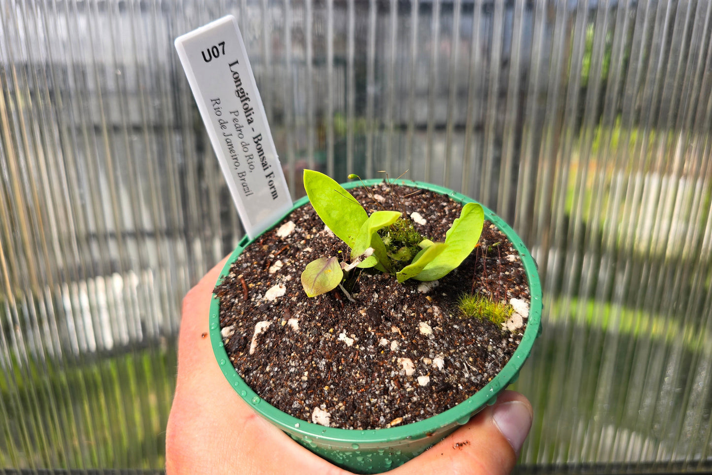 Utricularia longifolia 'Bonsai Form' (Pedro do Rio, Rio de Janeiro, Brazil) - Tropical Long-Leafed Bladderwort