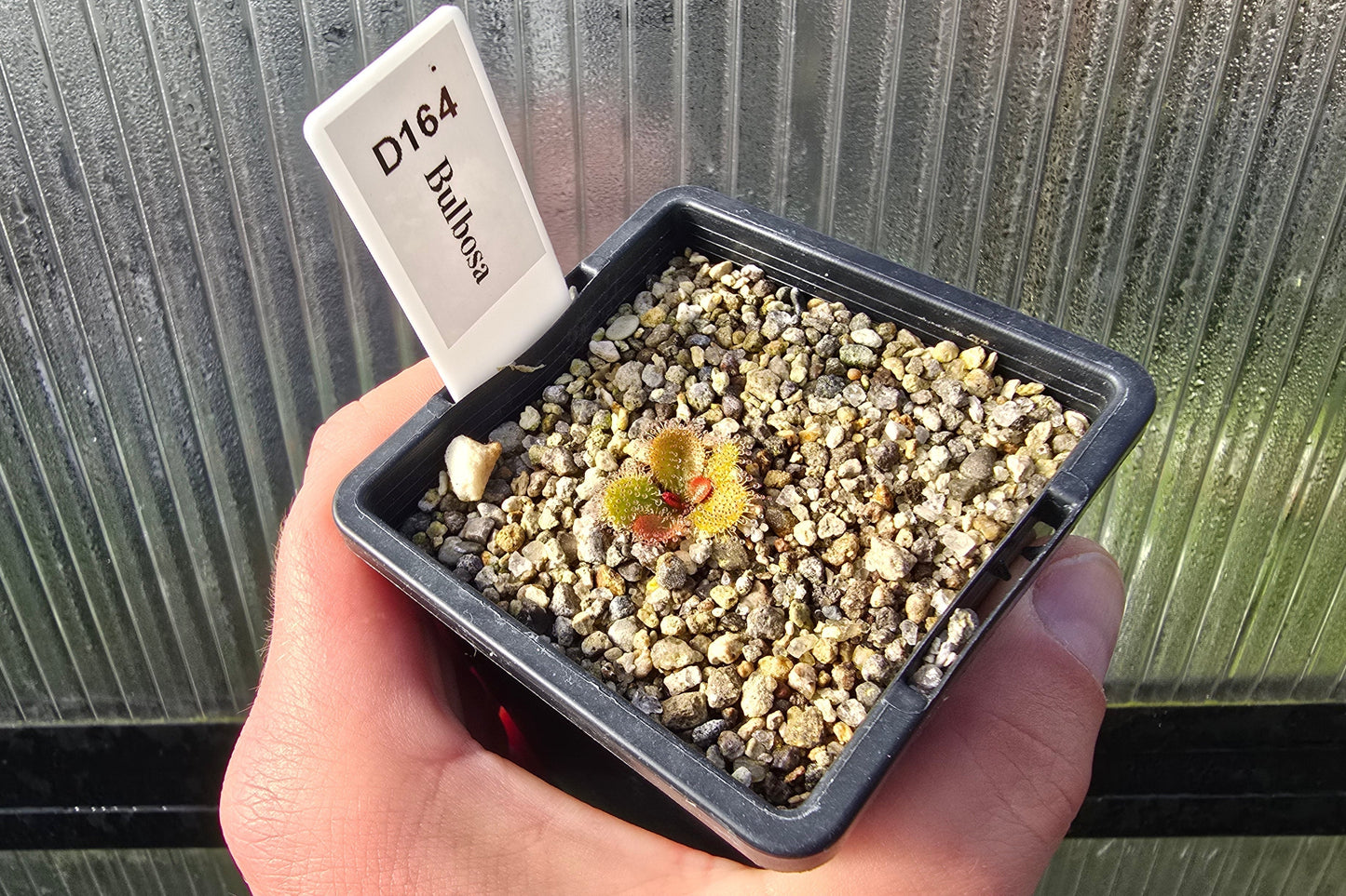 Drosera bulbosa - Tuberous Sundew