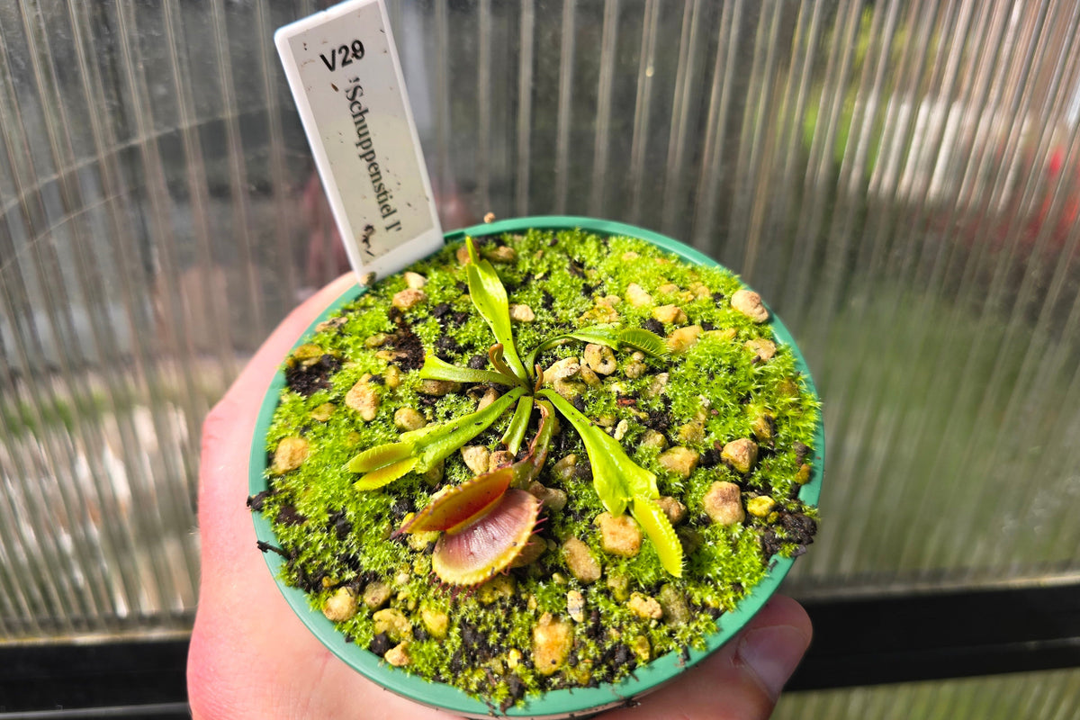 Dionaea muscipula 'Schuppenstiel I' - Venus Fly Trap