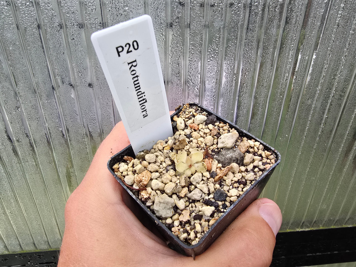 Pinguicula rotundiflora - Mexican Butterwort