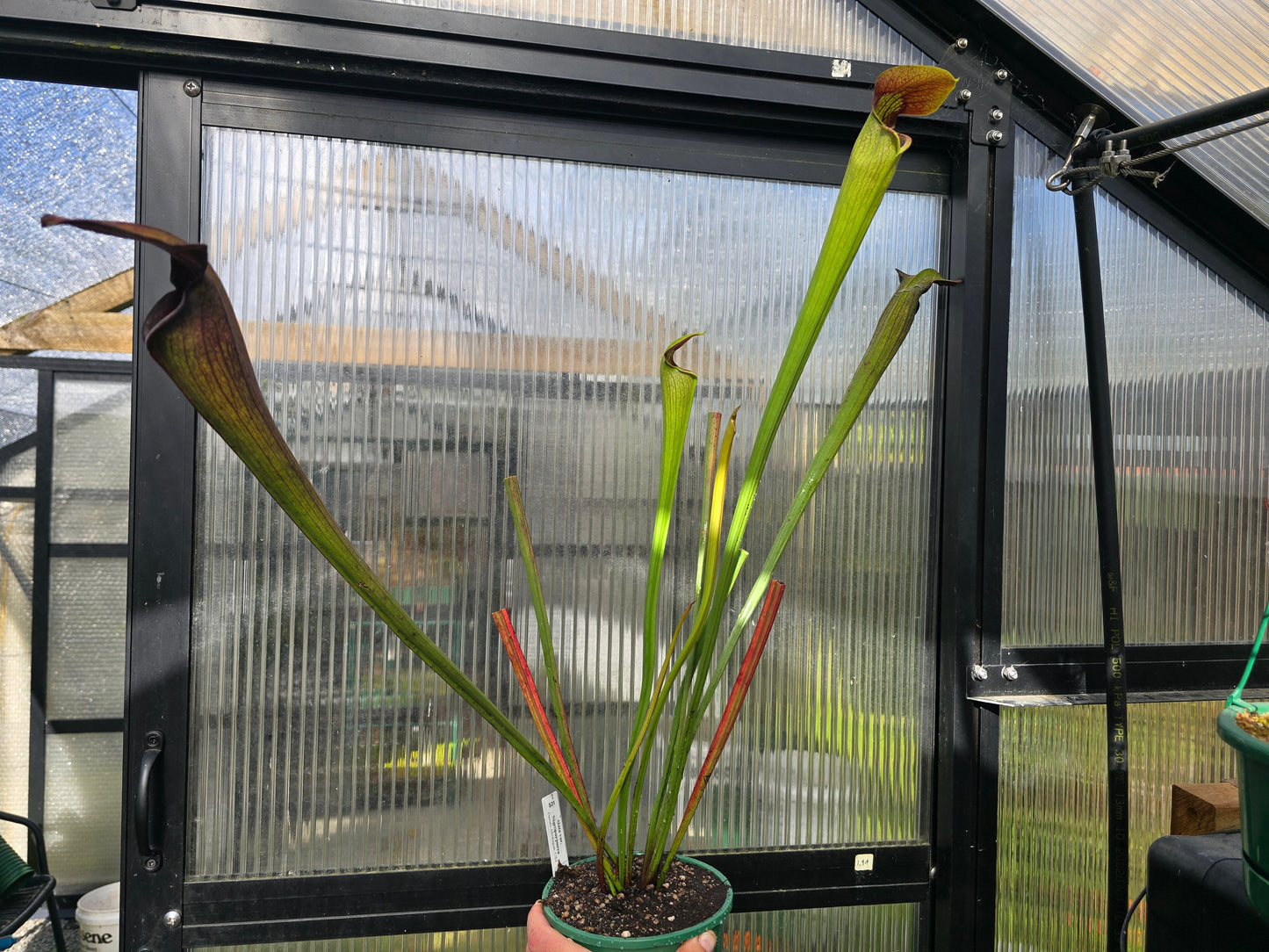 Sarracenia alata var. nigropurpurea (Desoto, Michigan, USA) - American Pitcher Plant