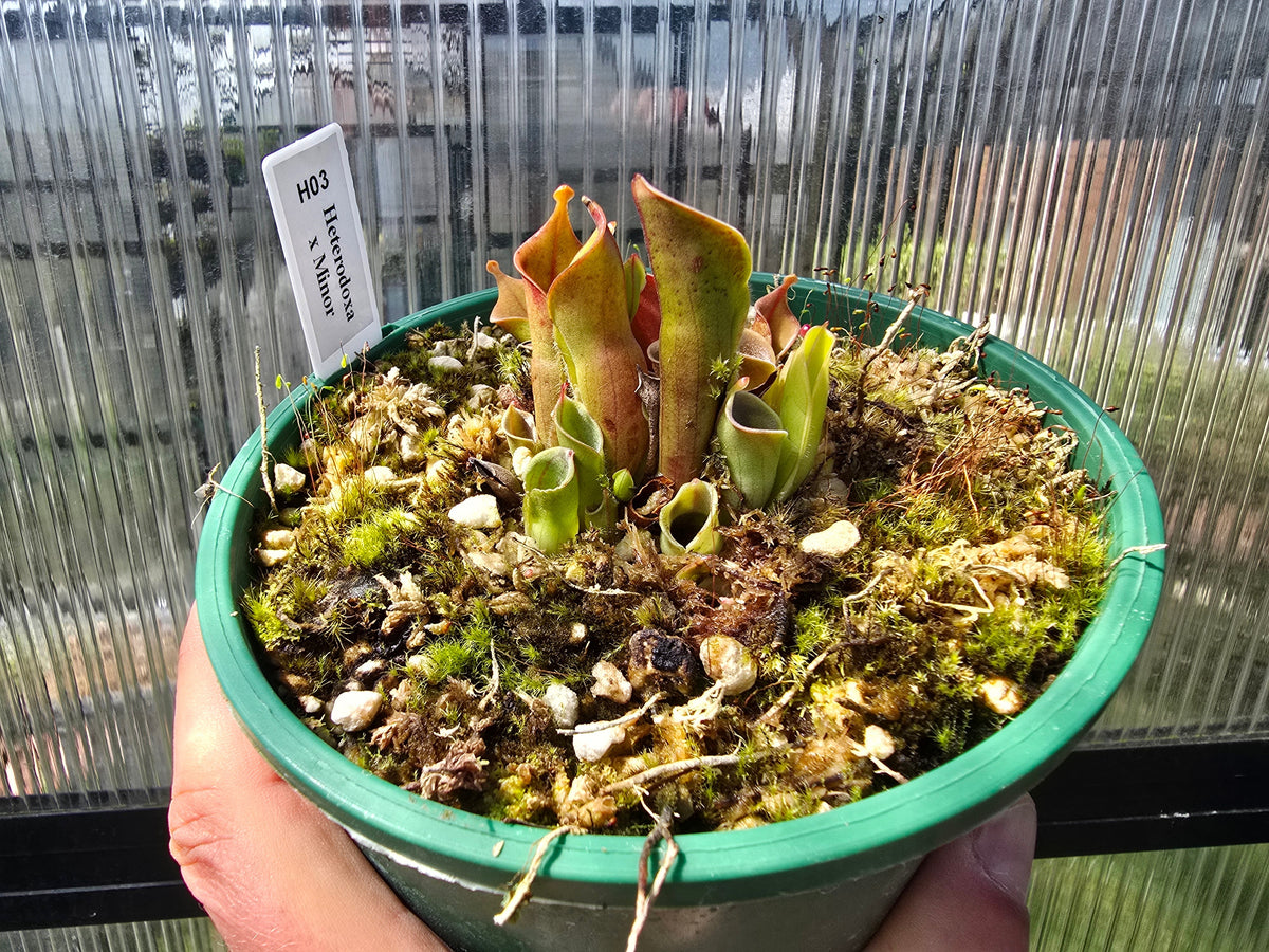 Heliamphora heterodoxa x minor - Sun Pitcher