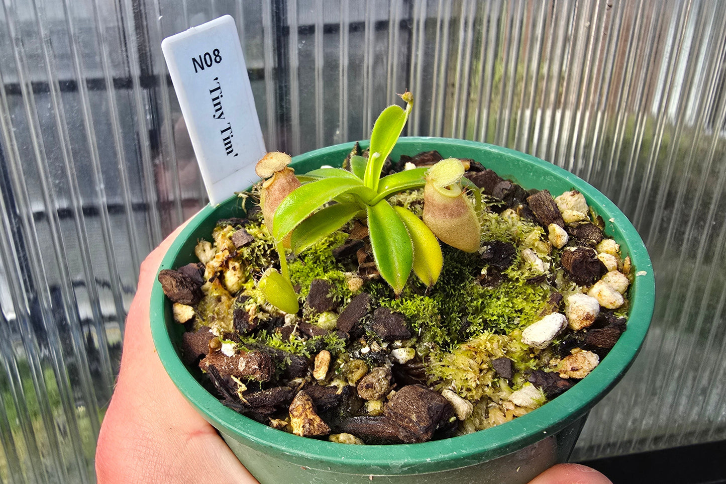 Nepenthes 'Tiny Tim' - Intermediate Tropical Pitcher Plant