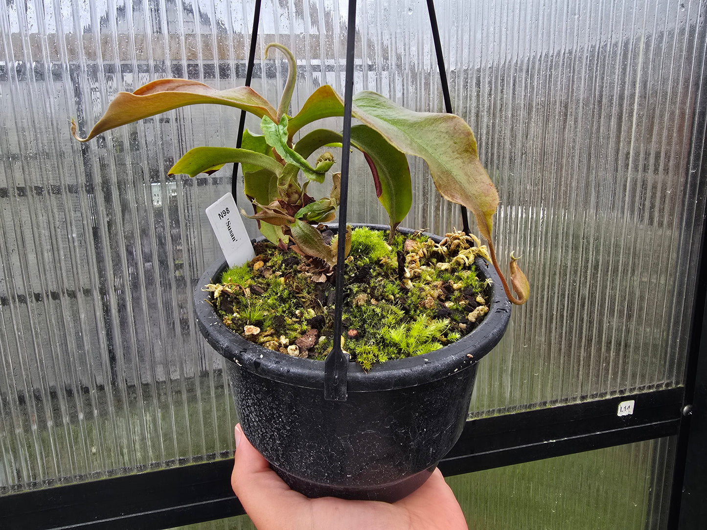Nepenthes 'Susan' - Lowland Tropical Pitcher Plant