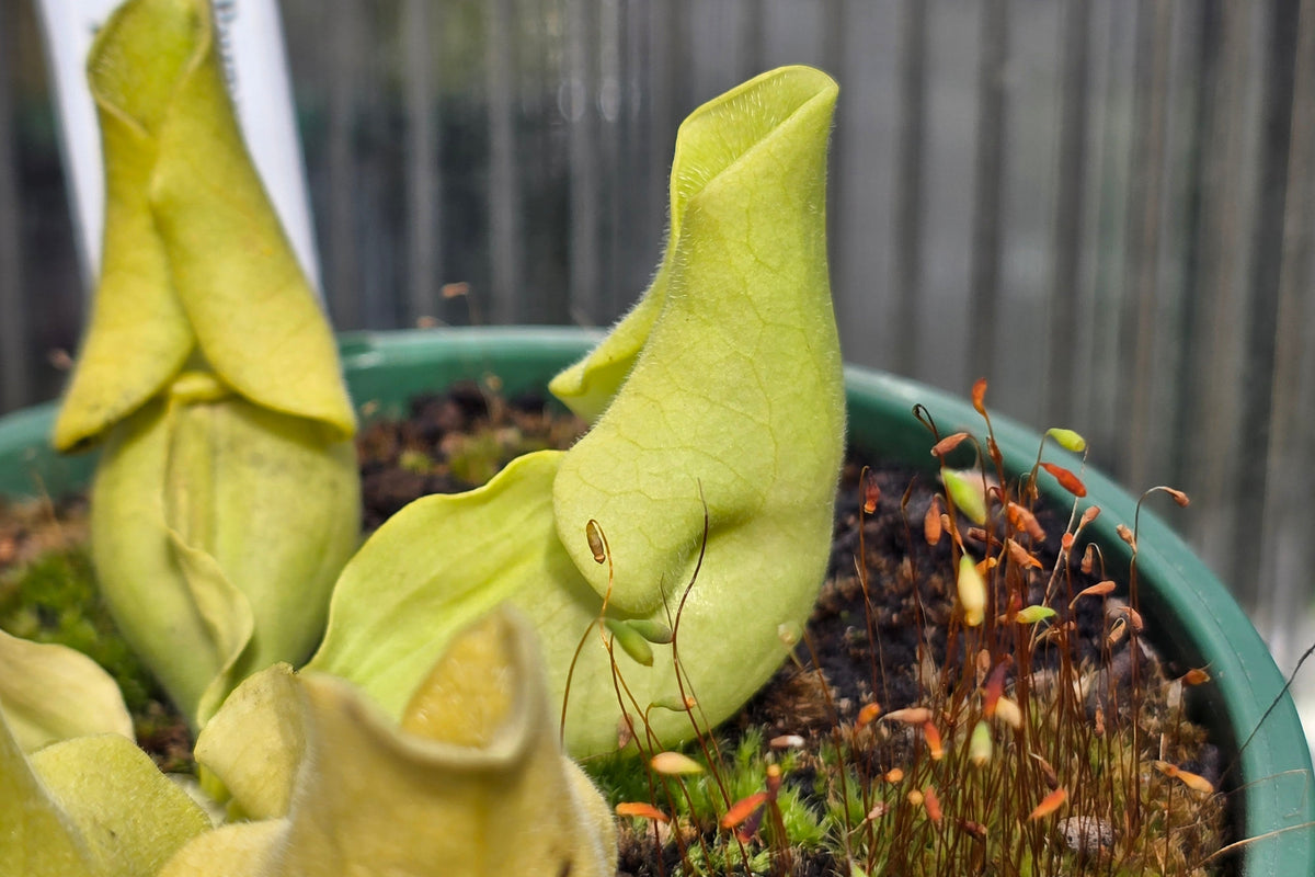 Sarracenia purpurea ssp. venosa var. burkeii - Luteola Form - American Pitcher Plant